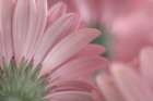 USA, Washington State, Seabeck. Close-up of underside of gerbera daisy. Art Print